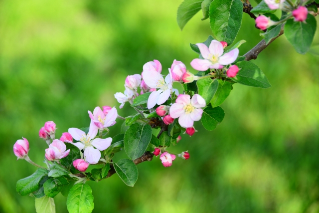 24japanese-season-apple-bagel-2016-2