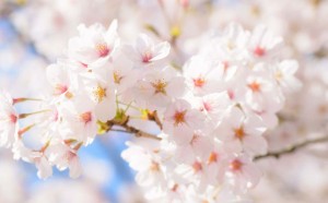 pan-of-bread-Yasakura-motif-with-cherry-2