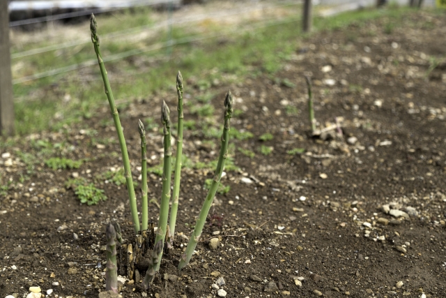 24japanese-season-sesame-and-asparagus-bread-2