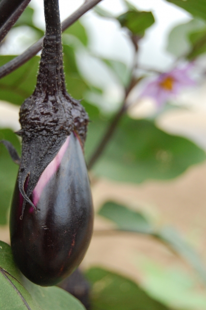 24japanese-season-eggplant-bread-2