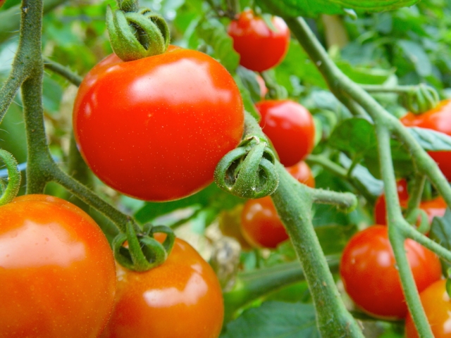 24japanese-season-tomato-bread-2