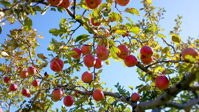 24japanese-season-apple-jam-bread-02