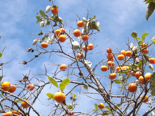 24japanese-season-kaki-kurumi-bread-2