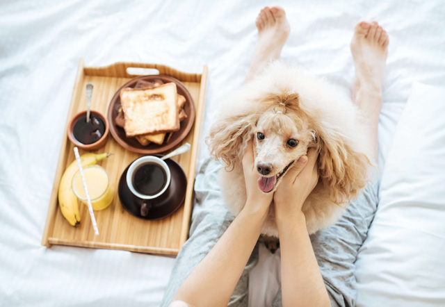 犬のおやつに食パンやパンの耳、菓子パンをあげても大丈夫？犬とパンの関係